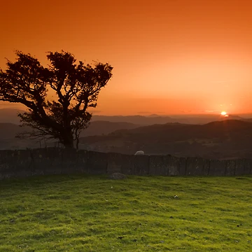 Artwork thumbnail, Windswept tree by Rory Trappe