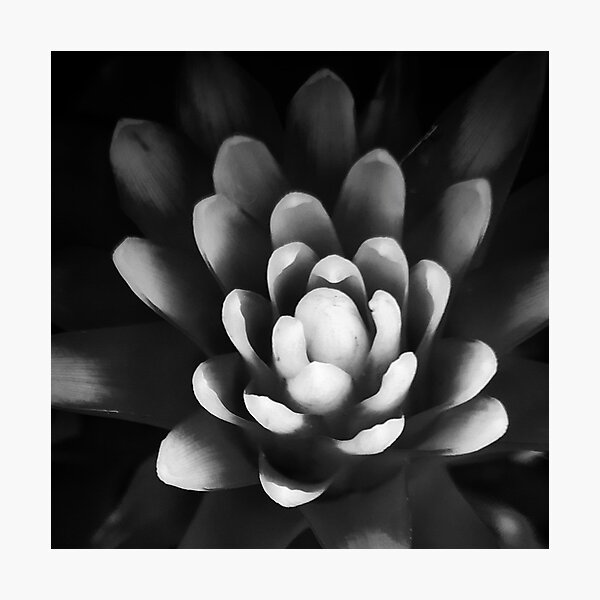 Lámina fotográfica «Planta de Bromelia» de Lisamariesumner | Redbubble