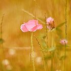 «Amapolas en un campo de oro» de WilWil-G