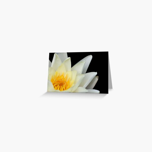 White Lilly 1 Greeting Card
