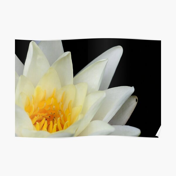 White Lilly 1 Poster