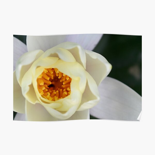 White Lilly 2 Poster