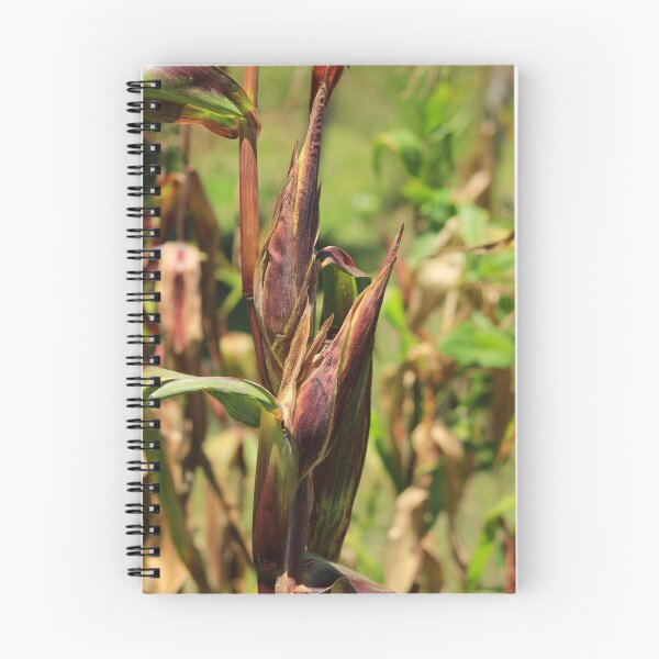 Item preview, Stalk of Corn designed and sold by rhamm.