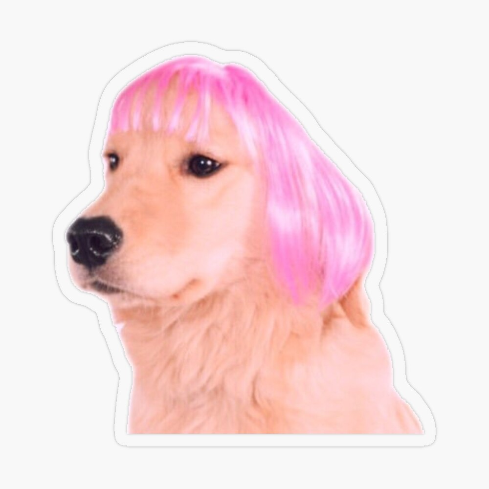 dog in pink wig