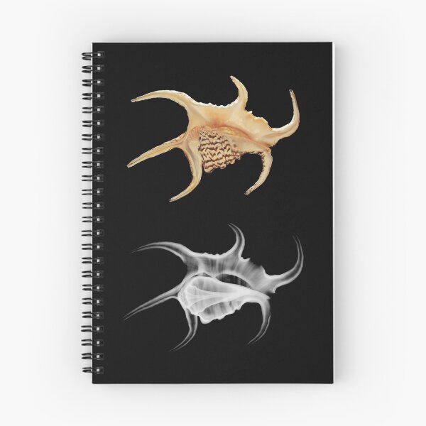 Item preview, Spider Conch Shell X-Ray designed and sold by Juergen Freund.