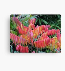 Staghorn Sumac Autumn Colors Canvas Print