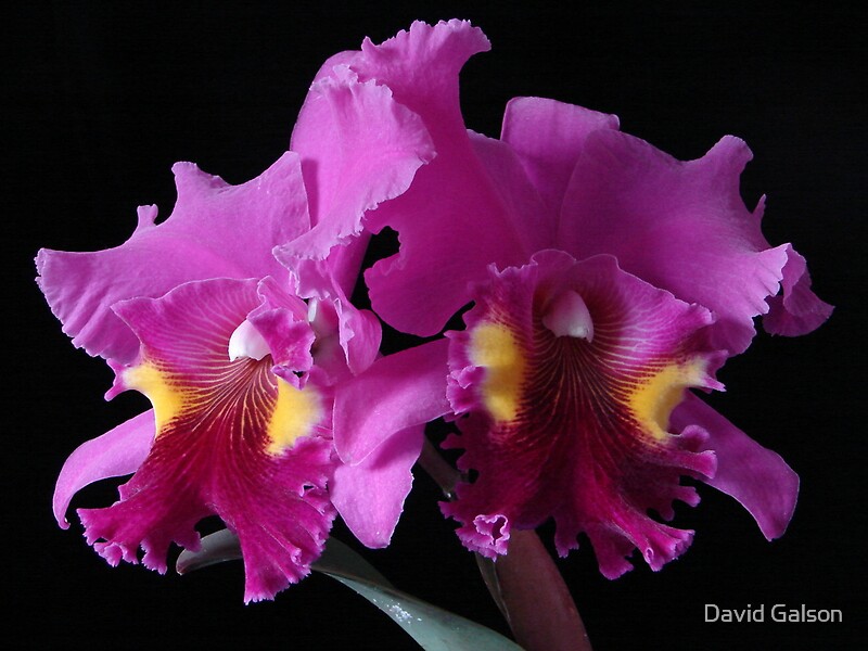 "Best red Cattleya Brassolaeliacattleya (Blc.) Lucky Strike" by