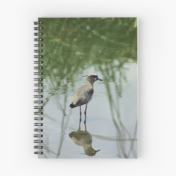 Item preview, Southern Lapwing in a Lake designed and sold by rhamm.