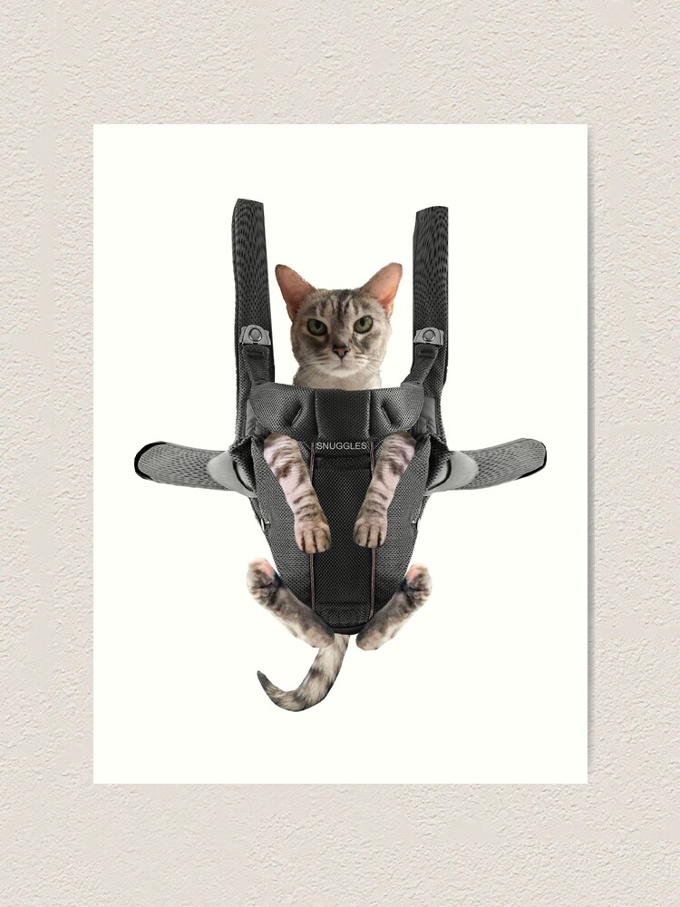 Cat best sale baby bjorn