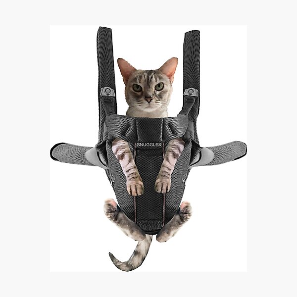 Cat in shops baby carrier