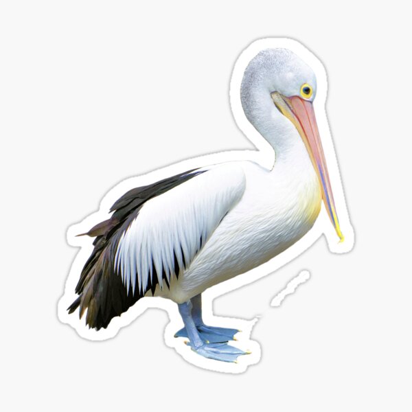 Australian Pelican (Pelecanus conspicillatus) Sticker