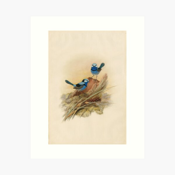 Item preview, Splendid fairy wren, circa 1867 designed and sold by State Library of South Australia.