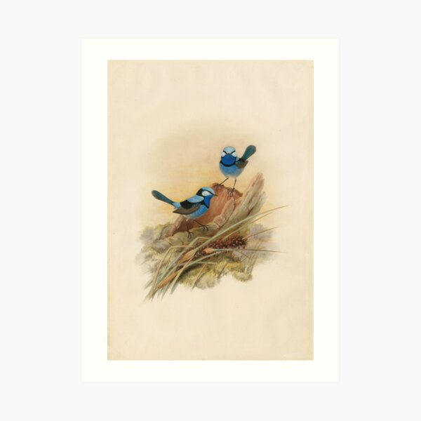 Splendid fairy wren, circa 1867 Art Print