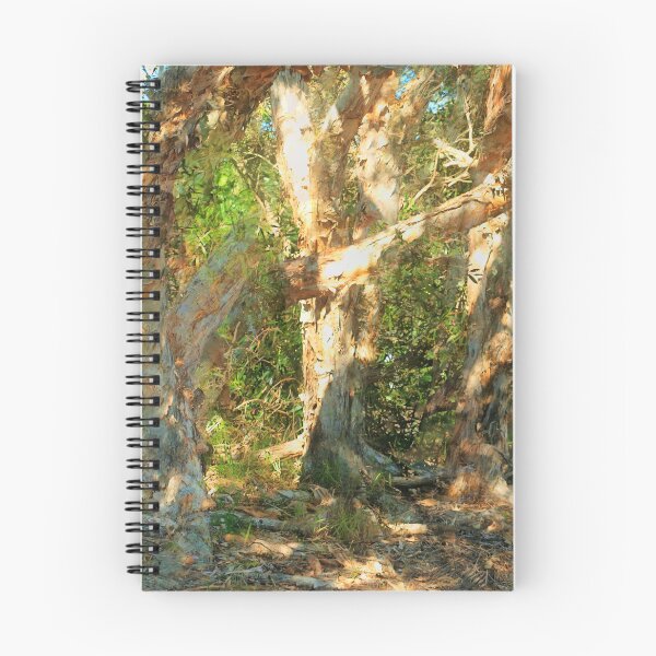 Item preview, Paperbark trees, Lennox Heads NSW designed and sold by ginnymac.