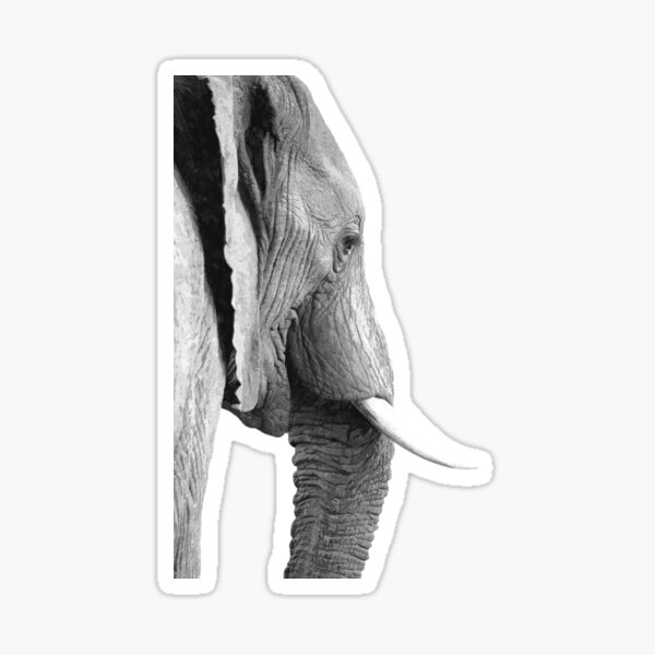 Black and White Elephant Portrait Sticker