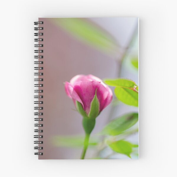 Item preview, first of the fairy rose designed and sold by Jean Poulton.