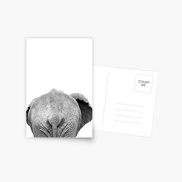 Schwarz-Weiß-Elefant zurück Postkarte