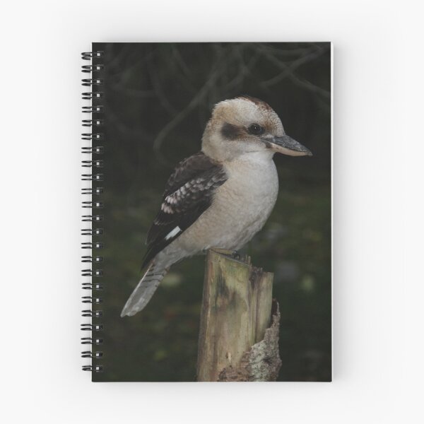 Artikelvorschau, Kookaburra-Haltung entworfen und verkauft von Jacqueline  Murphy.