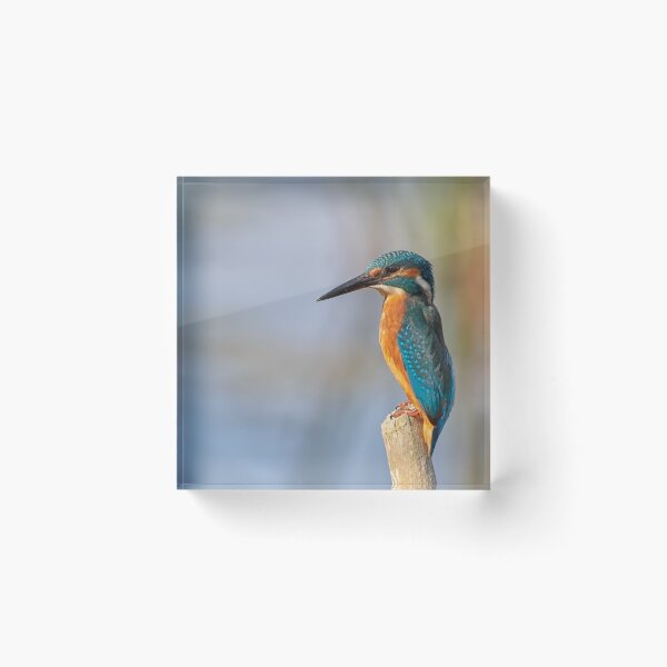 Item preview, Kentish Kingfisher designed and sold by lyttonimages.