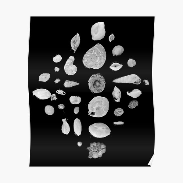 Foraminifera under the microscope Poster