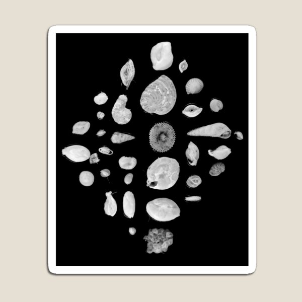 Foraminifera under the microscope Magnet