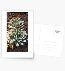 Sunny succulents Postcards