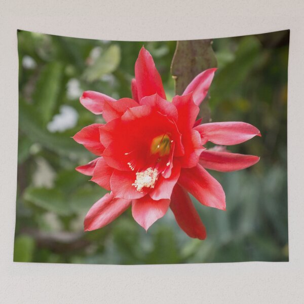 Item preview, Bold Christmas Beauty - Orchid Cactus Bloom in Luscious Red designed and sold by Georgia Mizuleva.