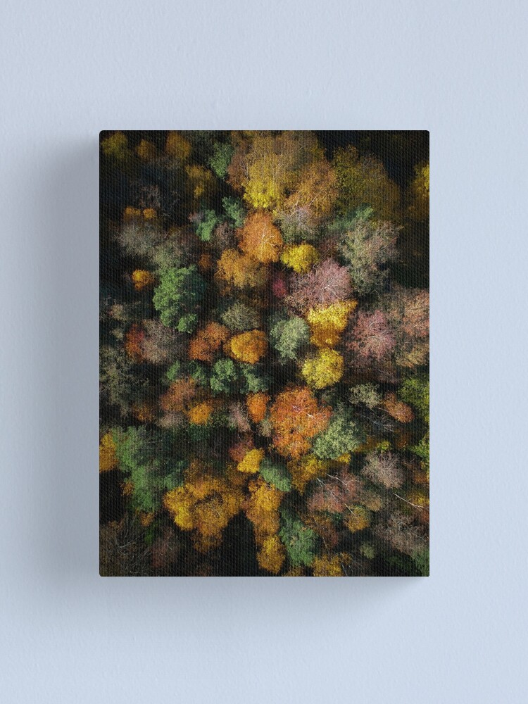 Alternate view of Autumn Forest - Aerial Photography Canvas Print