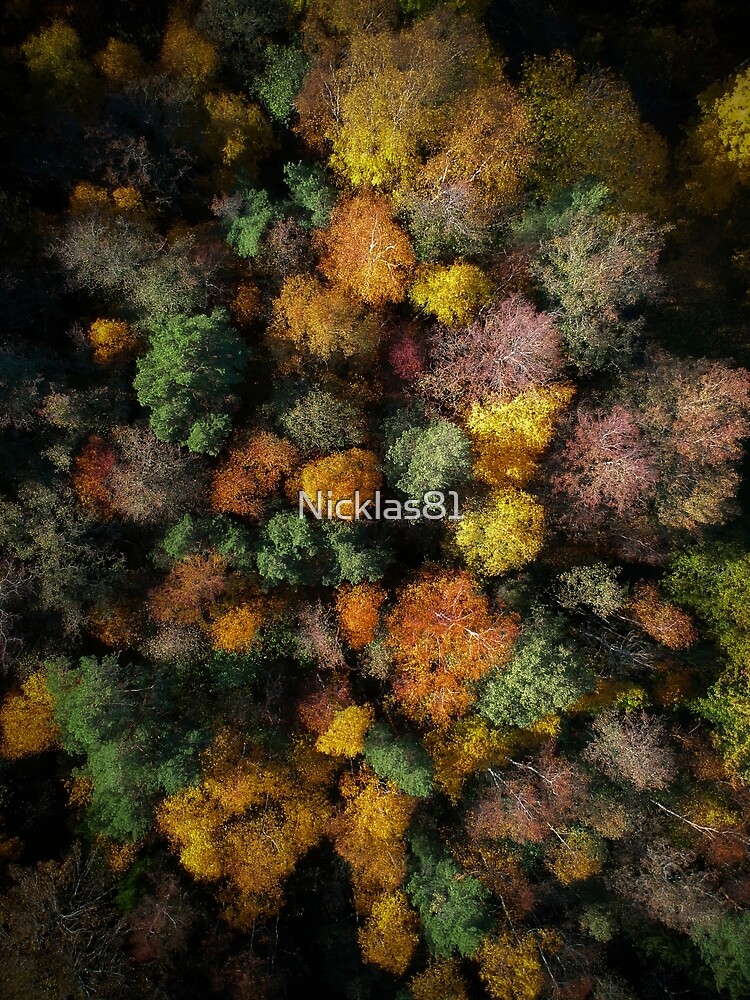 Autumn Forest - Aerial Photography by Nicklas81