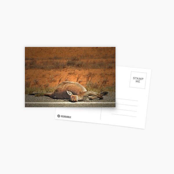 Roadkill Postcard