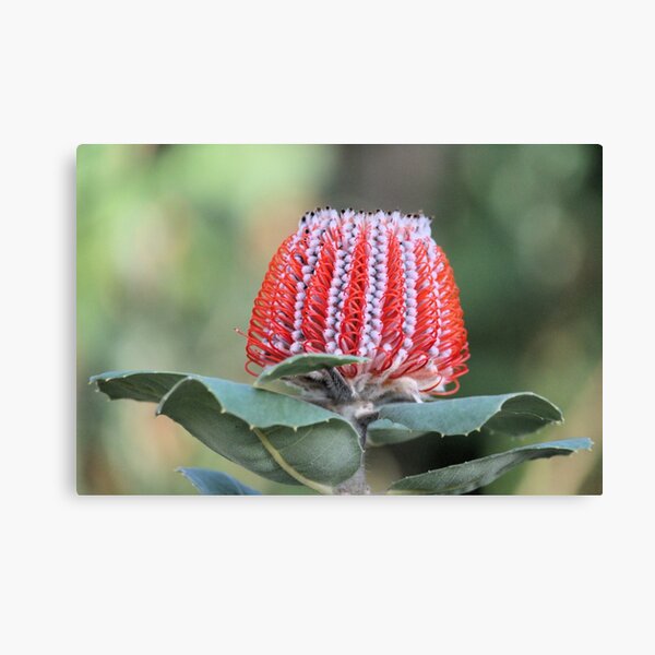 Item preview, Scarlet Banksia flower designed and sold by NanaRusty.