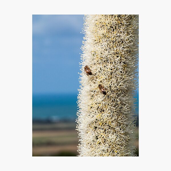 Grass Tree flower - on stalk Photographic Print
