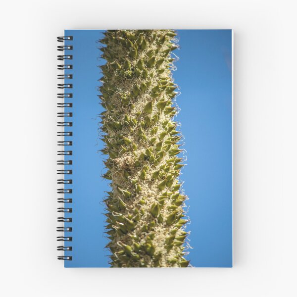 Item preview, Grass Tree (Xanthorrhoea) - seed pods designed and sold by DPalmer.