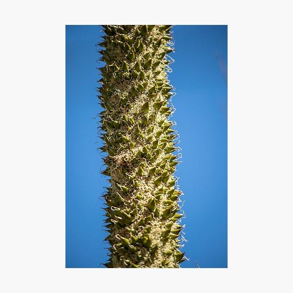 Grass Tree (Xanthorrhoea) - seed pods Photographic Print