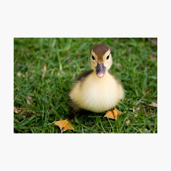 Ugly Duckling? I Think Not. Photographic Print