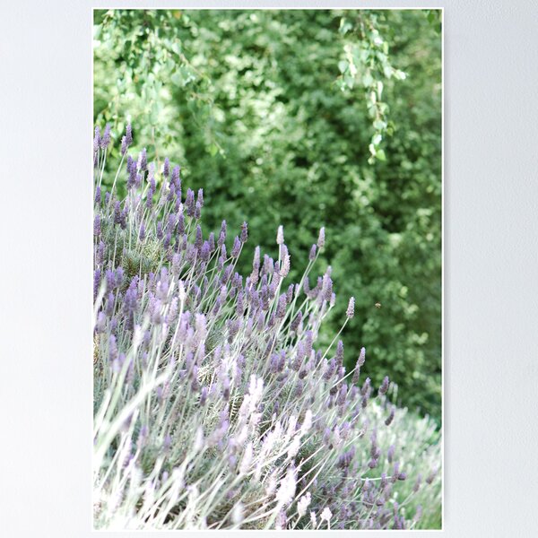 Item preview, Shades Of Lavender designed and sold by MissyD.