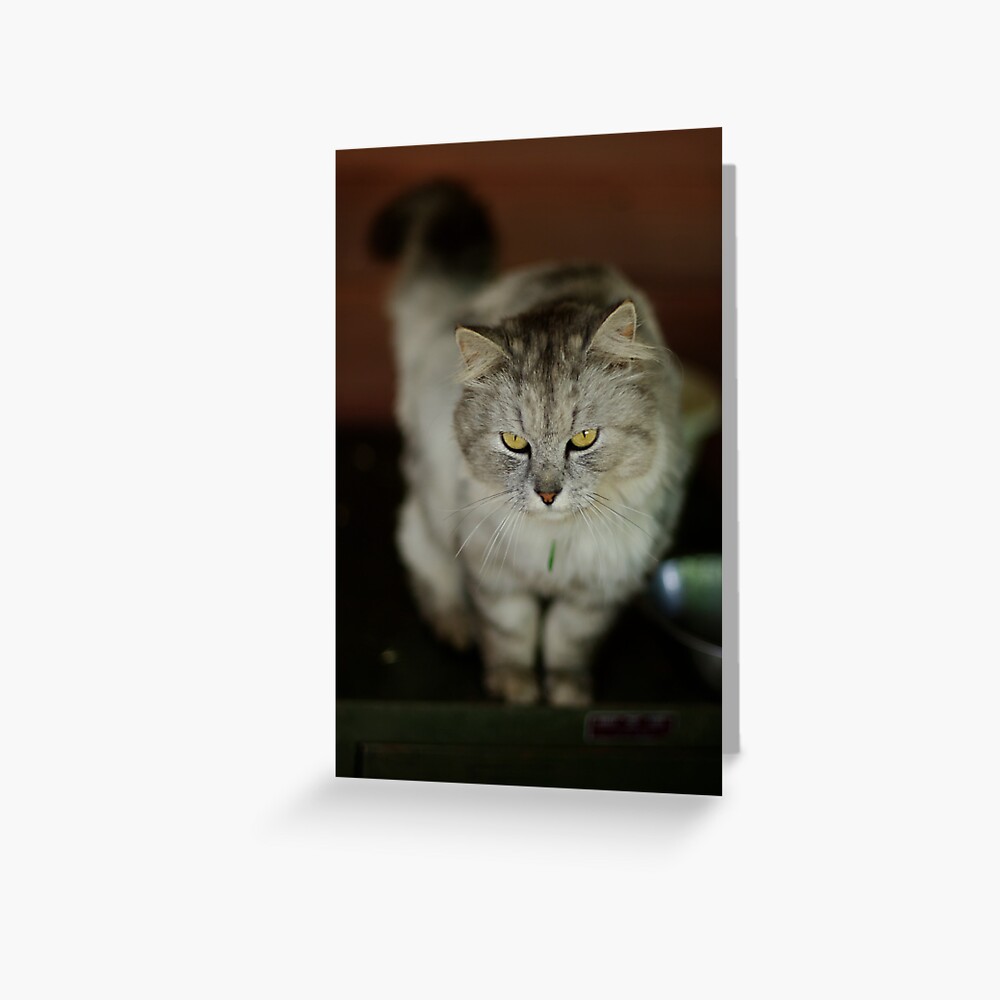Anything for me? Greeting Card