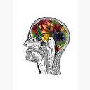 Mri Brain Flowers Neuroscience Art Medical Art Art Board Print By Terouz Redbubble