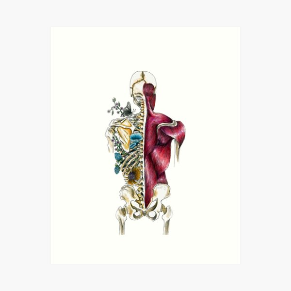 Human Skeleton Flora & Fauna - Skeletal Flower Anatomy - Anatomy Art  Art Print