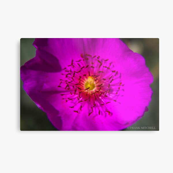 STAMENS Metal Print