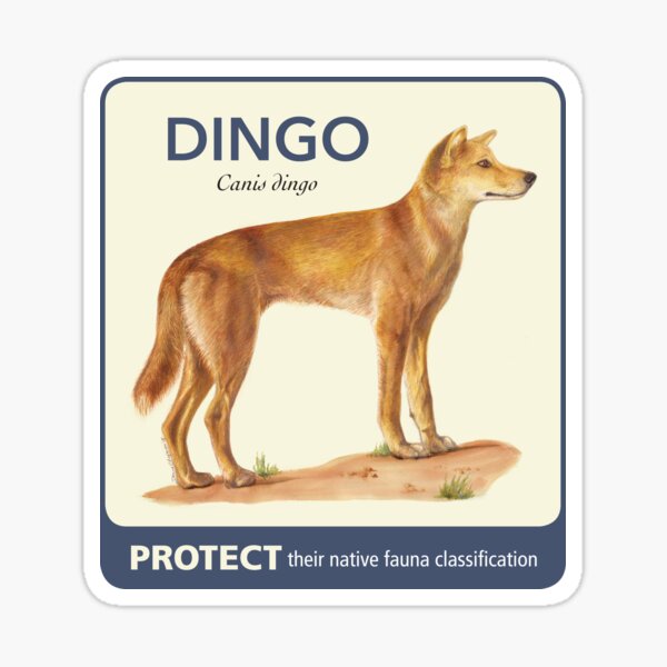 Protect Australian Dingo Sticker