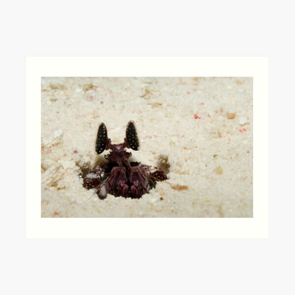 Mantis Shrimp Art Print