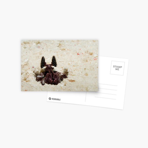 Mantis Shrimp Postcard