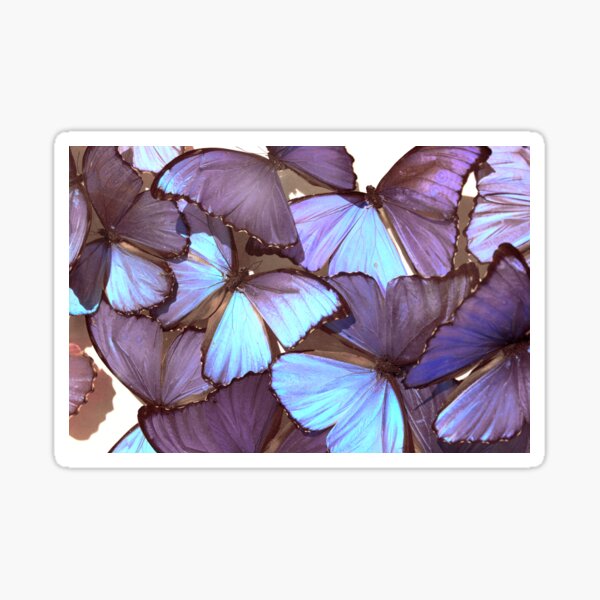 Blue Morpho Butterfly Sticker - Salty Kai