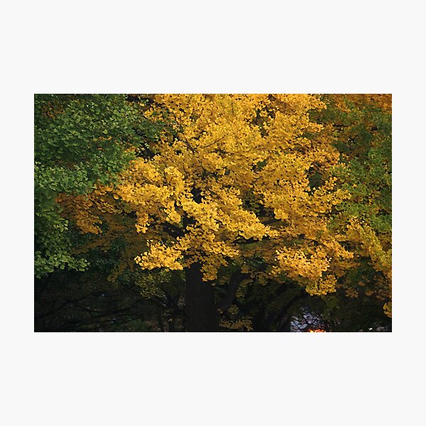golden tree Photographic Print