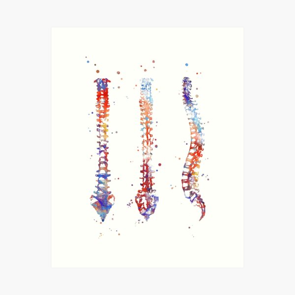 Item preview, Spine, watercolor Spine, anatomy art, spinal cord designed and sold by Rosaliartbook.