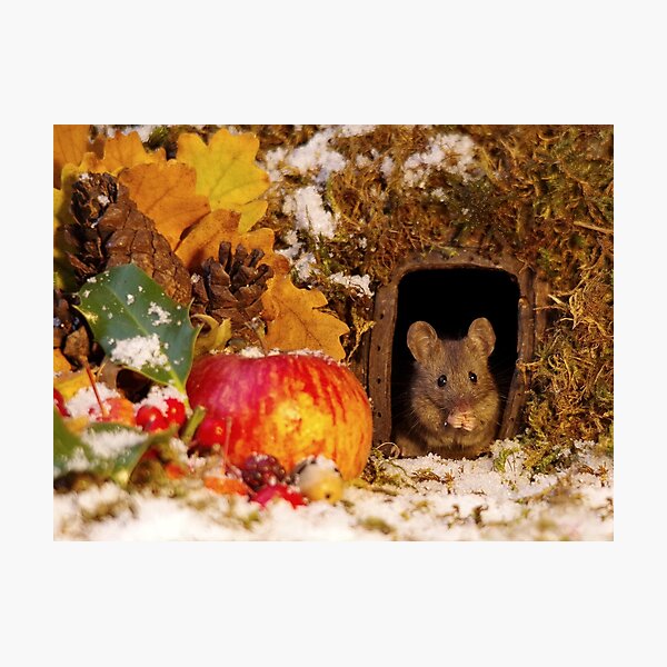 wild mouse feeling the cold Photographic Print