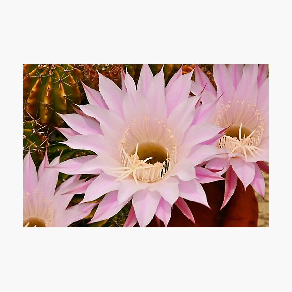 Cactus Flower in the Backyard Photographic Print