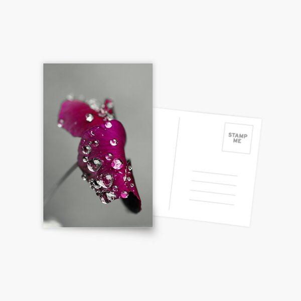Purple pansy Postcard