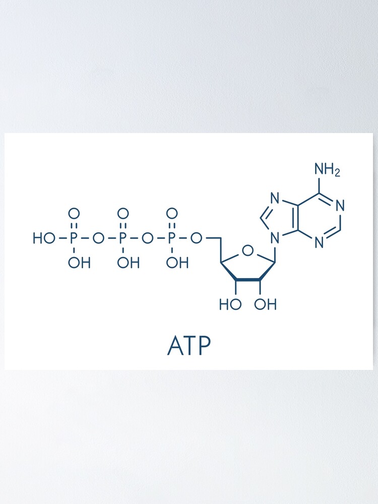 30 Draw And Label An Atp Molecule Labels Design Ideas 2020 | Free ...